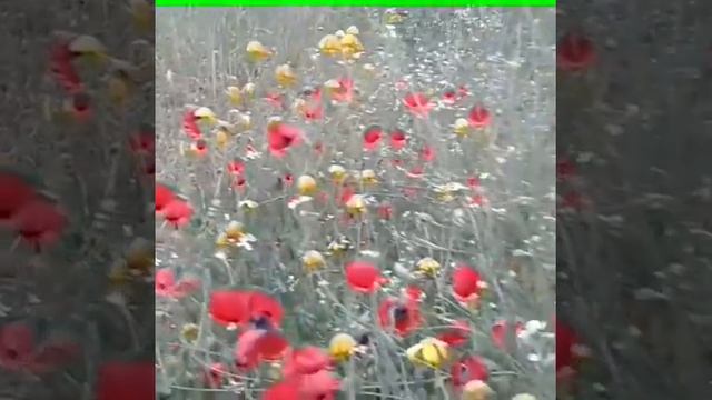 Маки в Израиле смотреть онлайн