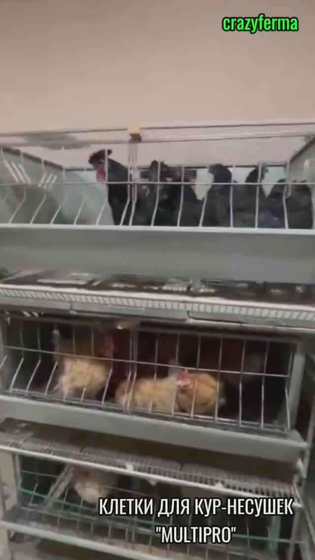 🐓 Еще один квартирный вопрос решен! Клетки для кур-несушек уже в применении.