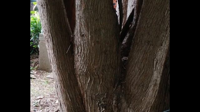 Squirrel Butts and Mother Nature re-seeding the lawn | July 5th 2022 смотреть онлайн