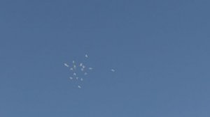 Зимний Полёт Голубей От 18 Февраля Вторник 2025 г.