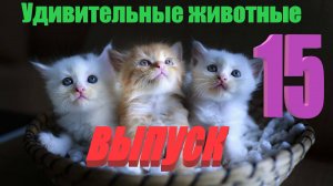 Удивительные животные выпуск  пятнадцатый