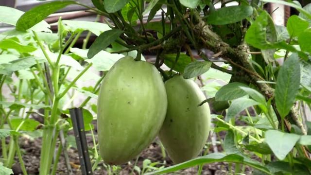 Целозія, персик, лофант, лемонграс, банан смотреть онлайн