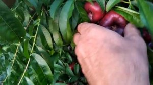 Нектарин інжирний Донат.