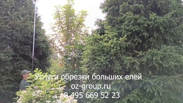 Услуги обрезки, стрижки и формированию больших елей. Выезд Агрономов по Москве и области. Звоните!