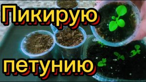 Пикирование и подкормка петунии🌺