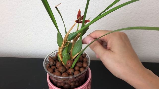 腋唇兰（椰子兰）扦插繁殖（三）成功 就是这么简单