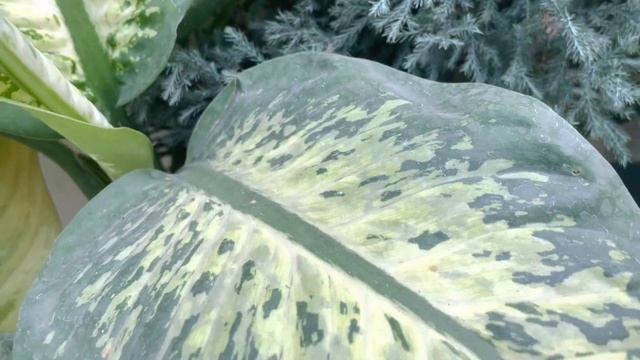 25+Permanent Plants | Jinki Leaf Hamesa Green Rahati Hai | Dormancy Time Bhi | GardenscapesWithKusu