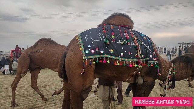 Baba Fazal Shah Kalyami|Mela 2023| History of Kalyam Sharif|Haseeb Ahmad Vlog|Kalyam Sharif смотреть онлайн