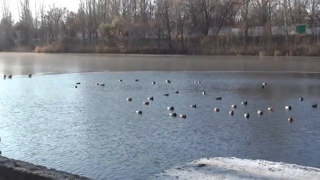 МАОУ Лицей №2 смотреть онлайн