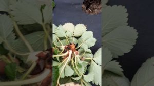 Вредители на клубнике зимой