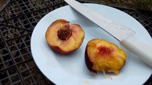 Нектарин Али Топ