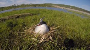 Речная крачка (лат. Sterna hirundo)