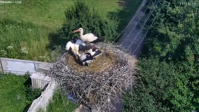 Пташенята п'ють воду - Гніздо бузьків Тязів