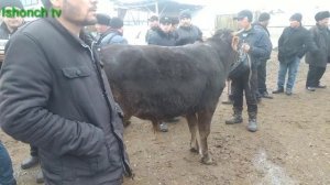 Уй шароитида мол бокиш бизнес🐂5 ойда 6 милён💸 даромад😱👍👍2022 г.
