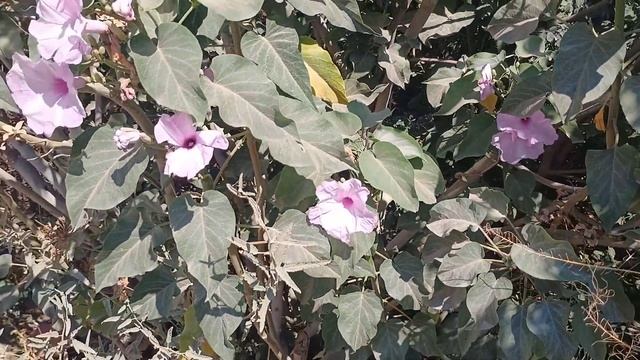 Floración Ipomoea Carnea o Campanilla. смотреть онлайн