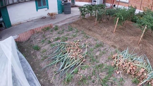 Врожай цибулі у нас на Поліссі/Вирощування цибулі на півночі України смотреть онлайн