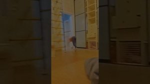 индусы захватили интернет 2 сезон