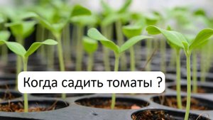 Как рассчитать срок посева томатов на рассаду
