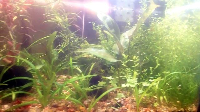 Креветочник 8,1L смотреть онлайн