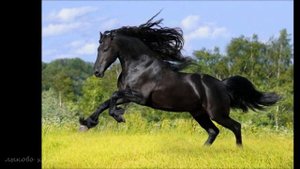 Вьюн над водой