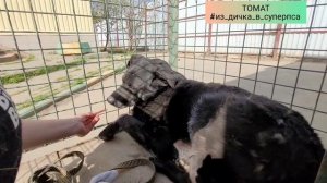 Томат весна 2022 г.