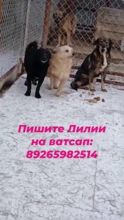 Берите собак из приюта!