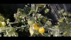 14 мая.Созревает в открытом грунте томат" Балконное чудо"