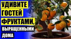 Как вырастить из семечки