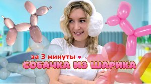 СОБАЧКА ИЗ ШАРИКА