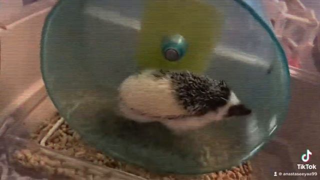 Обязательный атрибут в клетке - беговое колесо.😏 смотреть онлайн