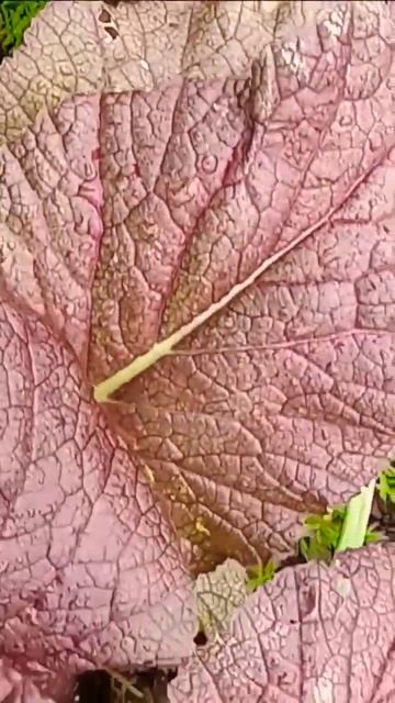 Mustard Greens #shorts #greens #texasgarden смотреть онлайн