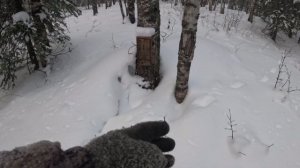 закрыл капканы, сделал новый солонец