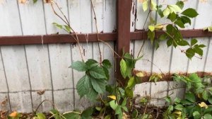 Подвязываю виноград по забору