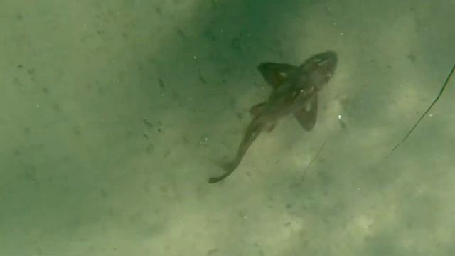 Horn shark @ the Shores: Mar 8, 2024 смотреть онлайн