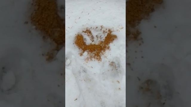 из целого зерна кукурузы 11кг. вышло 10.5 литра сырца 37 градусов. смотреть онлайн