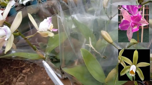 DUAS DAS MAIS BELAS ORQUÍDEAS! смотреть онлайн