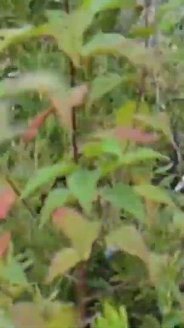 Panen buah blueberry melimpah #shorts #fruit #foryou #fruits #viral #blueberry #blueberries смотреть онлайн