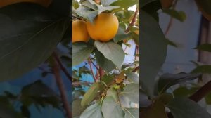 Плодоношение хурмы на Кавказе. Ингушетия 23 октября 2023 год #хурма #ингушетия #сад