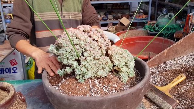 작은 집에서 큰집으로 이사 시켰네요~다육식물 파스텔 분갈이~ смотреть онлайн