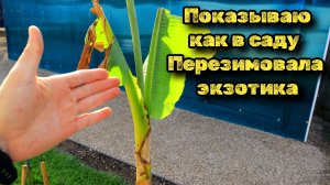 Эксперимент с экзотикой! Как перезимовали пальмы, банан в открытом грунте (16.04.2024)