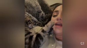 подборка видео с котиками #милота #коты #кошки #юмор