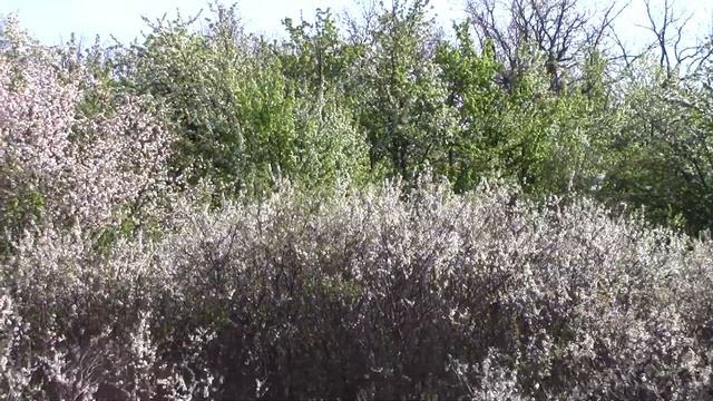 Зацветает  Одуванчик