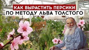 Как вырастить персики по методу Льва Толстого