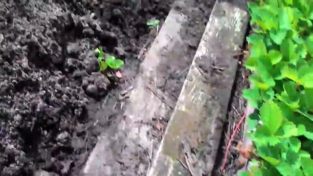 Как надо тарить клубник|Савелька| смотреть онлайн