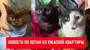 Новости по котам из Колпино из ужасной квартиры. 10 котиков уже уехали по домам и передержкам.