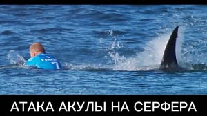 Акула напала на человека – Ужасающие кадры!