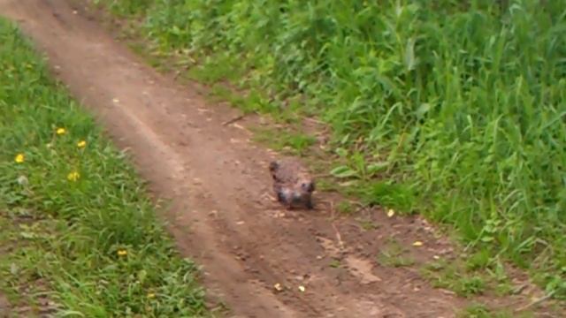 еж смотреть онлайн