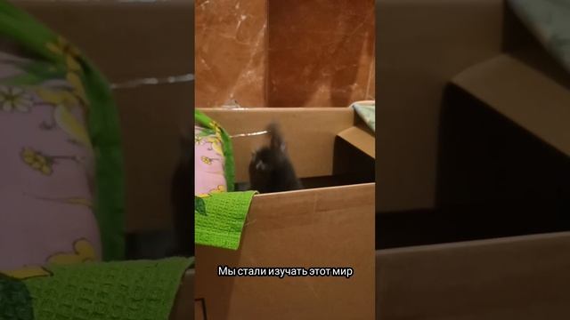 Рыжик и Черныш ищут дом смотреть онлайн