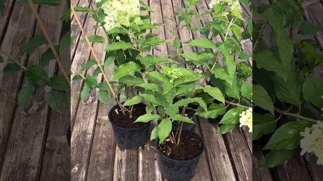Саженцы гортензии Фантом