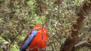 Up Close with a Crimson Rosella